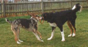 Tomos and Shani