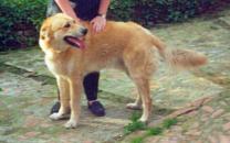 Alfonso