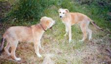 Alfonso and Sancho